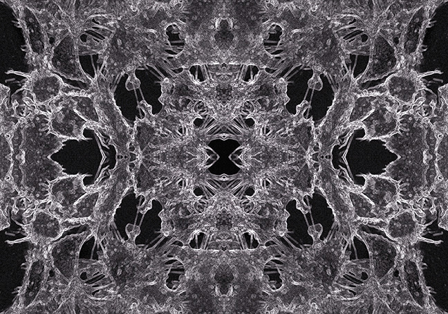 cells mandala with fractal sturctures