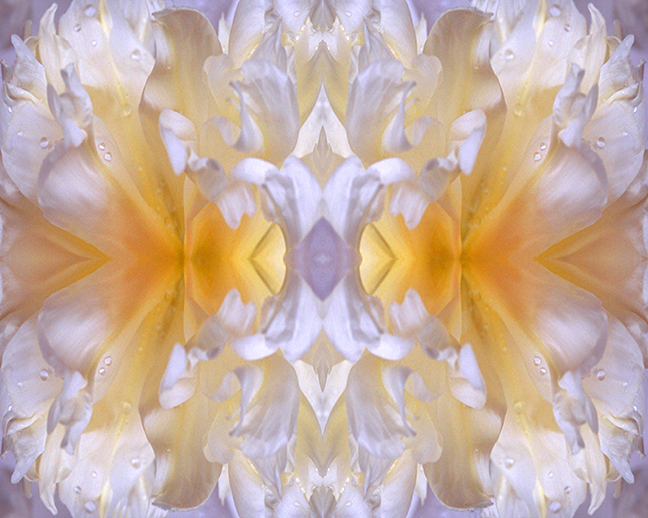 rose mandala white and gold light