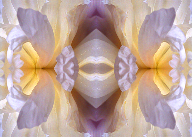 rose mandala magenta yellow and white light