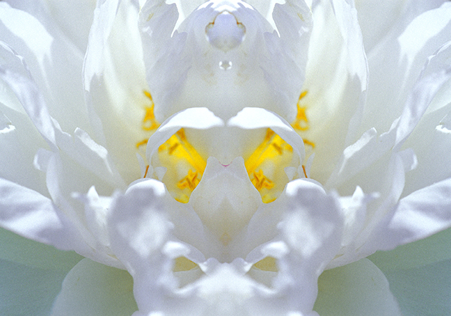 rose mandala white and cyan and gold light