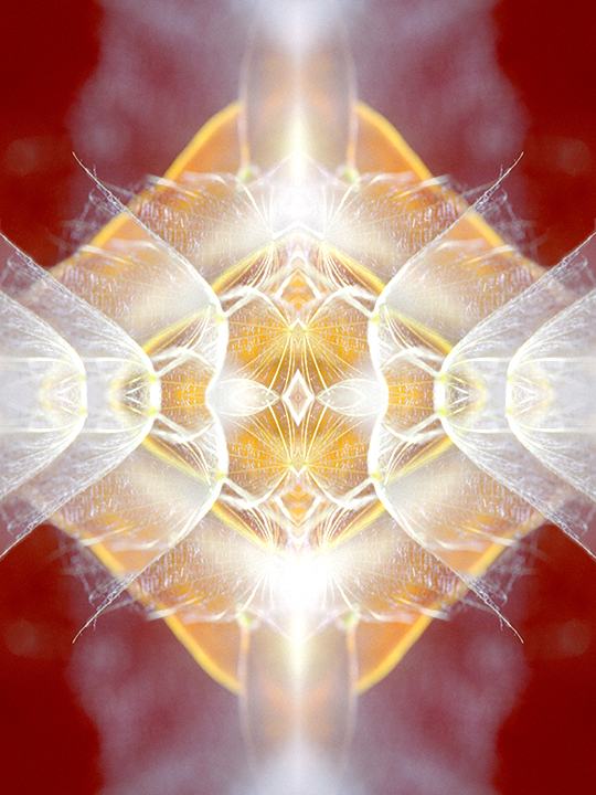 cala lilies and dandelion mandala 