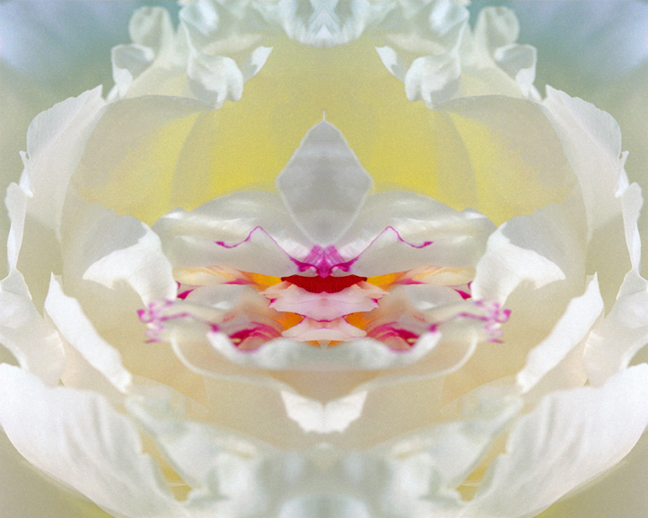 rose mandala cyan and gold and white light