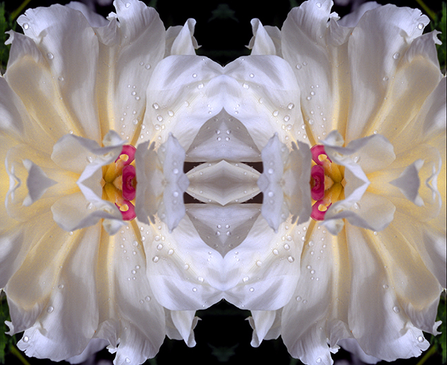 rose mandala