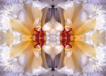 mandala made from poeny roses