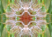 dandelion mandala
